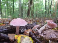 Heksenschermpje [Mycena rosea]
